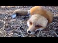 Perfectly Cut Scream Fox