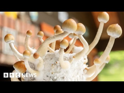 Magic-mushroom drug can treat severe depression, trial suggests - BBC News