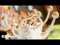 Magic Mushroom Drug Can Treat Severe Depression Trial Suggests BBC News