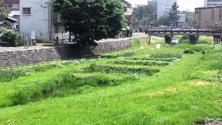 preview picture of video '盛岡市の花　杜若（かきつばた）Iris Morioka City,  Iwate Prefecture ,Japan'