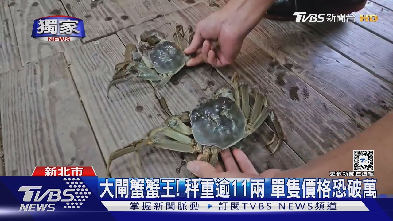 大閘蟹蟹王!秤重逾11兩 單隻價格恐破萬