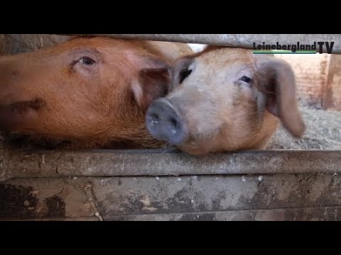 Backshop & Swiensgaarn: Blickpunkt Leinebergland (65)