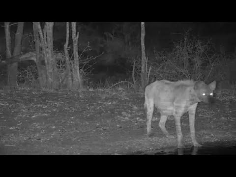 Djuma: Lone Hyena - 21:50 - 11/12/19