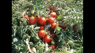 Урожайный сорт помидоров Томат Малинка