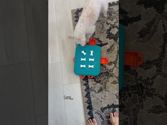 Vídeo relacionado con Outward Hound 67815 - Puzle de Juguete, Color Azul