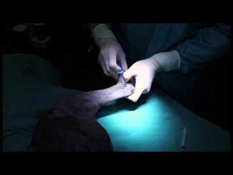 Tarsal Joint Injection - Polyglycan-SA - Canine