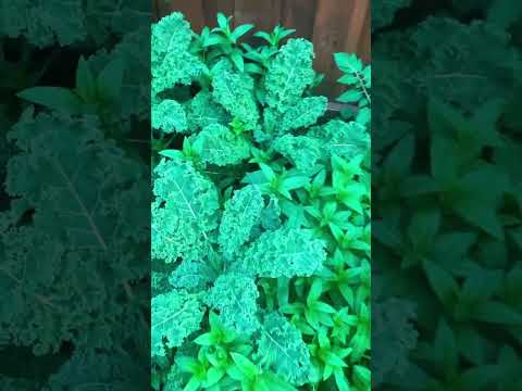 Hardworks #hardworkworks @VL-38 #canada #shorts #gardening #garden #vegetables #harvest