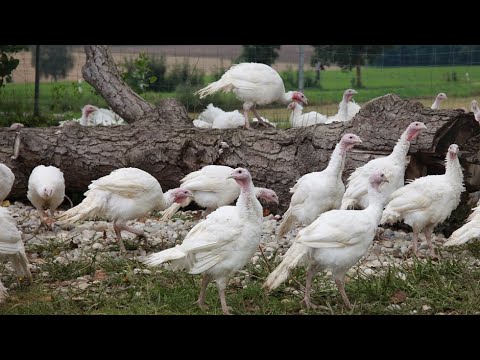 TAGWERK Nachgefragt - Jakob Zips im Gespräch mit Simon Wallner