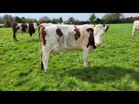 Calved Heifers Carnew Mart Thursday 16th April - Image 2