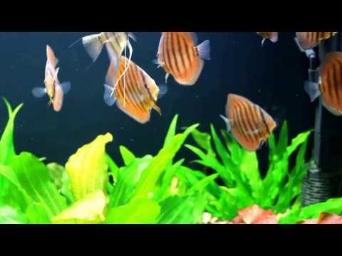 Brown discus in 300 Liters planted tank