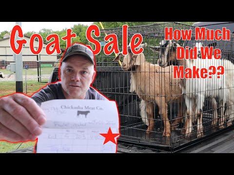 How to Make Money Raising Goats