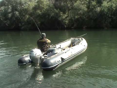 Fight with catfish in river Ebro