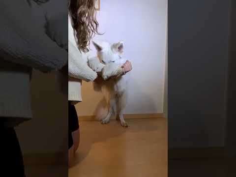 Jak nauczyć psa komendy "Akuku" 🐶❤️