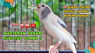 Download lagu Kenari GACOR NGEREK‼️ Masteran Kenari PAUD dan Pancingan Kenari MACET BUNYI dan Betina NGIWIR - 297 mp3