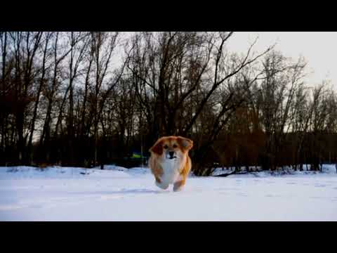 Dogs are more energetic especially when they are outdoors /Sarwar khan 8903 /