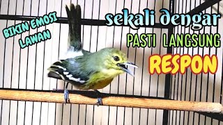 Download lagu SEKALI dengar sirtu manapun  pasti akan langsung RESPON dan ikut EMOSI. mp3 Download lagu SEKALI dengar sirtu manapun  pasti akan langsung RESPON dan ikut EMOSI. mp3