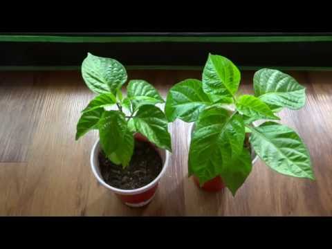 2015 Super Hot Peppers Growing Season - Ep. 01: Starting Seeds Video