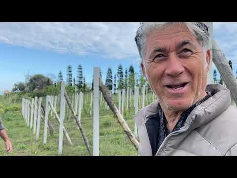 Malvasia di Stromboli - The Cusolito Estate