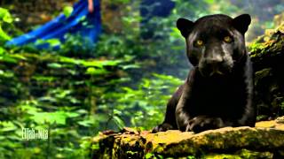 Blackmill - Evil Beauty   ( Music Video HD ) Senses Of Nature 1