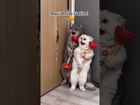 Aquí está Gatito! 🪓🐱 #theshinning