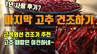 고추건조기 1년 사용 후기 근적외선 농수산물건조기 추천합니다. 고추가 이쁘게 먹음직스럽게 건조되어나옵니다.