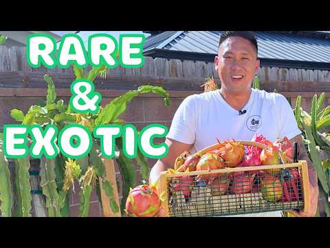 Harvesting My Rarer and More Exotic Dragon Fruit Varieties!