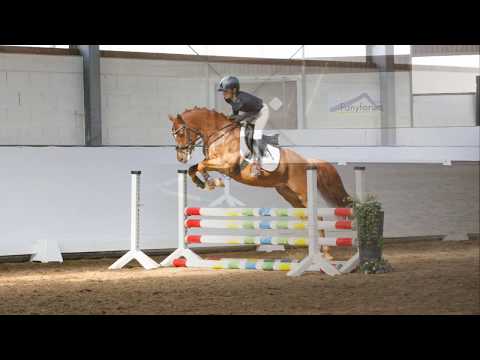 AMAZING AMPERE 7j. Fuchswallach v. A new Star I NRW SPRINGEN