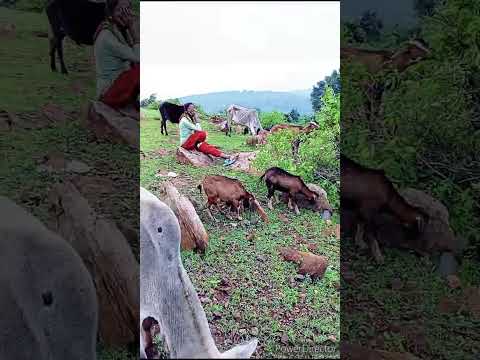 Anil Kumar Kumar Anil jungle ka video nagpuri soog