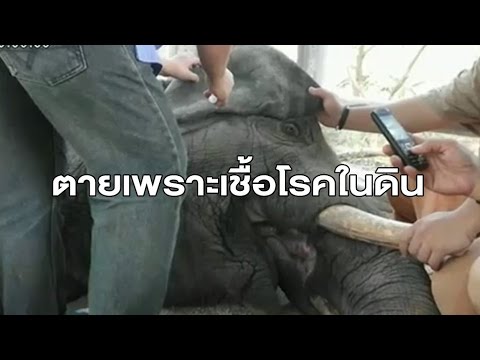 กระดูกสันหลังและความอ่อนแอในผู้ชาย Exciter ม้าสำหรับผู้หญิงที่จะซื้อใน Chelyabinsk