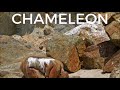 Chameleon