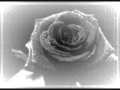 PaPa Roach Roses on my Grave Lyrics 