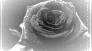 PaPa Roach   Roses on my Grave Lyrics