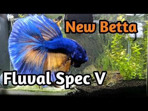 Fluval Spec V | Aquascaping   | New Betta