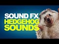HEDGEHOG SOUNDS | Sound Effects [High Quality]