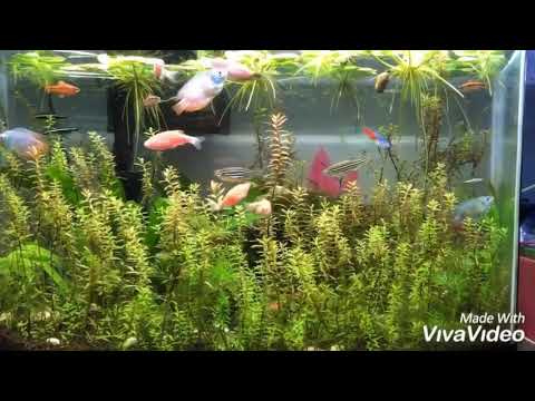 Tank No.3 : Danio Kingdom