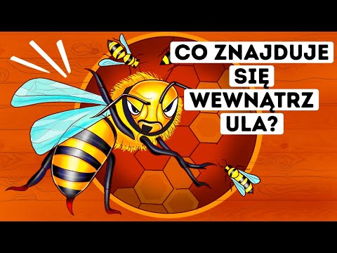 Co byśmy zobaczyli, gdybyśmy mogli dostać się do wnętrza ula?