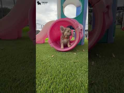 Video 1