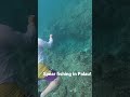 #spearfishing #palau #fishing #fishingvideo #fishingshorts Bayoubanana fishing in Palau! 🇵🇼