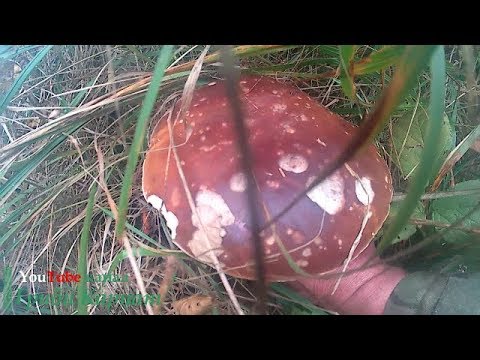 Молоді Осінні Білі Гриби Збираємо в Карпатах. Молодые Осенние Белые Грибы Собираем в Карпатах