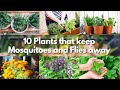 10 Plants that keep Mosquitoes and Flies away 🍃🦟 mosquito repellent plants 🍃🦟