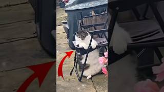 Download lagu If you’re cat lover pls don’t do this…#cat #shorts mp3 Download lagu If you’re cat lover pls don’t do this…#cat #shorts mp3