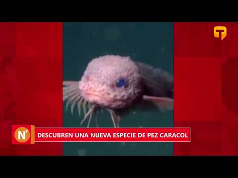 Descubren una nueva especie de pez caracol