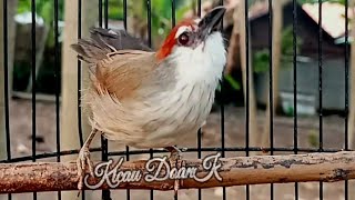 Suara Butung Kaso Kaso Betina Untuk Pikat MP4 & MP3 Download