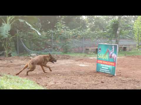 Saajan saji cyriac k9 training school..9961310970