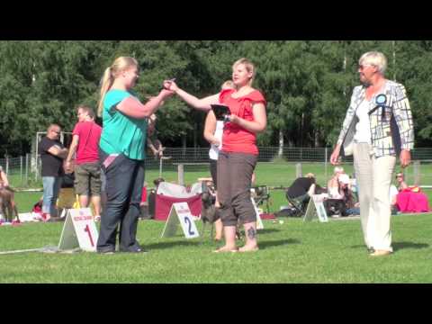 SIC Club Show, Italian Greyhounds Part 1