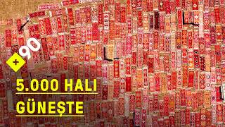 Antalya’daki devasa halı tarlasının sırrı ne? | Halı tarlası nedir?