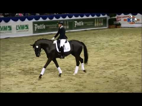 Fashion In Black - Hengstgala K&K CUP 2019