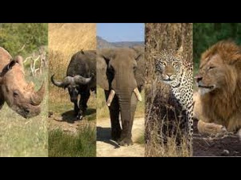 Wildlife - 8K - With Relaxing Music