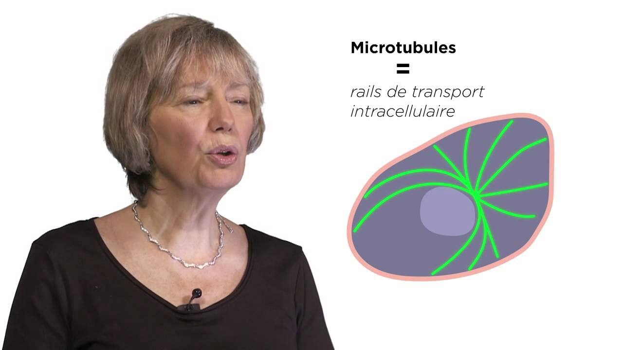 MOOC côté cours : Les microtubules