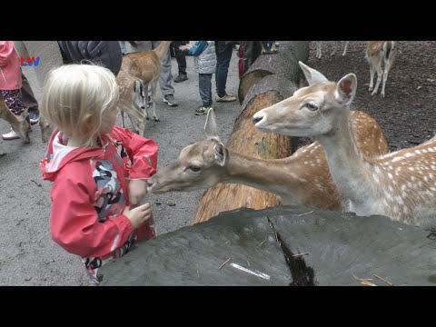 Finsterwalde: Tierparkfest 2023 - LAUSITZWELLE